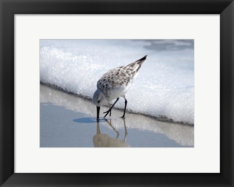 Framed Sandpiper IA Print