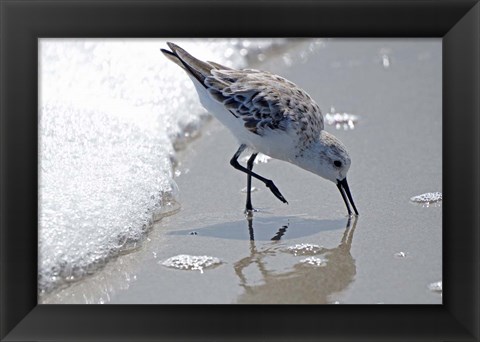 Framed Sandpiper IIA Print