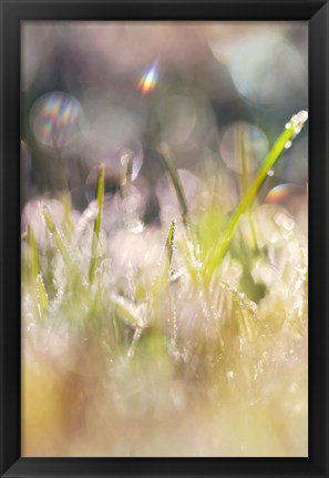 Framed Soft Morning Dew II Print