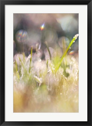 Framed Soft Morning Dew II Print