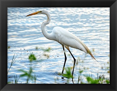 Framed By The Lake Egret Print