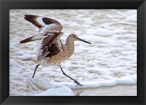 Framed Frolicking In Waves Print