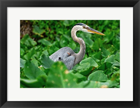 Framed On The Lookout Print