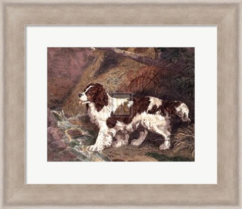 Framed Spaniel Print