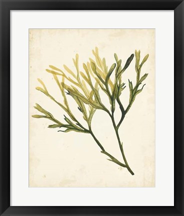 Framed Watercolor Sea Grass V Print