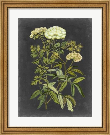 Framed Bookplate Floral I Print