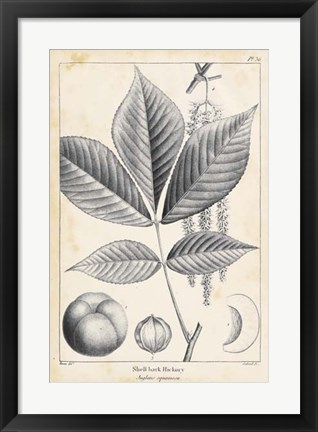 Framed Vintage Hickory Tree Print