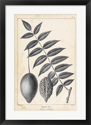 Framed Vintage Butternut Tree Print