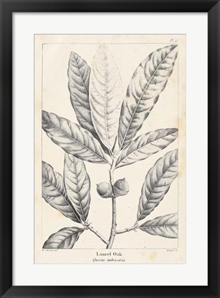 Framed Vintage Laurel Oak Tree Print