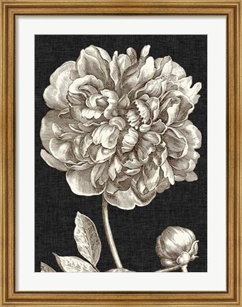 Framed Dramatic Peony I Print