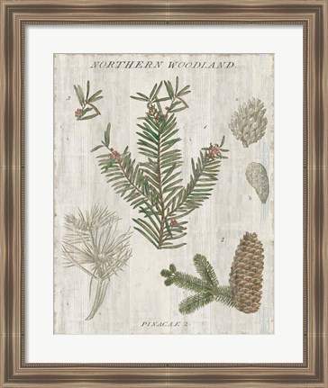 Framed Woodland Chart II Print