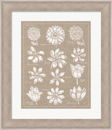 Framed Anemone Plate II Print