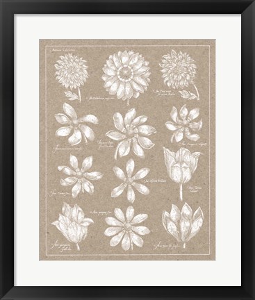 Framed Anemone Plate II Print