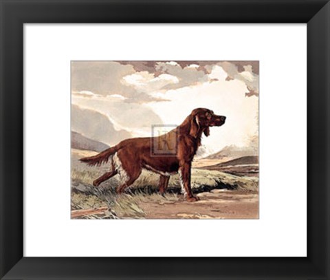 Framed Irish Setter Print