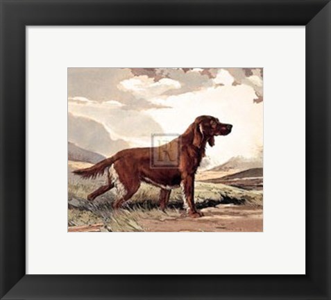 Framed Irish Setter Print