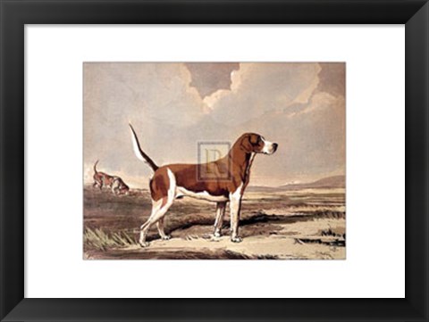 Framed Hound in  a Field Print