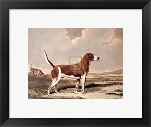 Framed Hound in  a Field Print