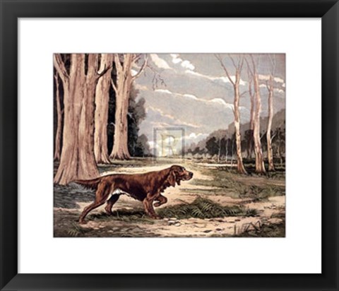 Framed Red Setter (Lge) Print