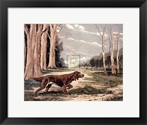 Framed Red Setter (Lge) Print