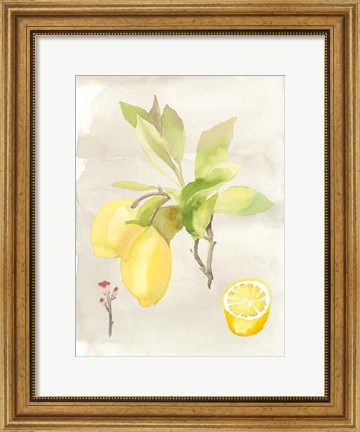 Framed Watercolor Fruit II Print