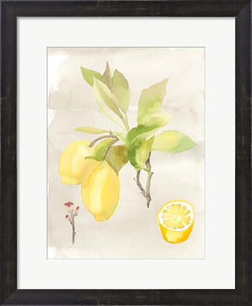 Framed Watercolor Fruit II Print