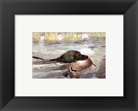 Framed Bramshaw Bob Swimming (Sml) Print