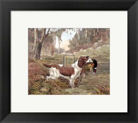 Framed Springer and Pheasant Print