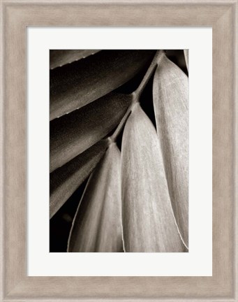 Framed Tropical Plant II Print