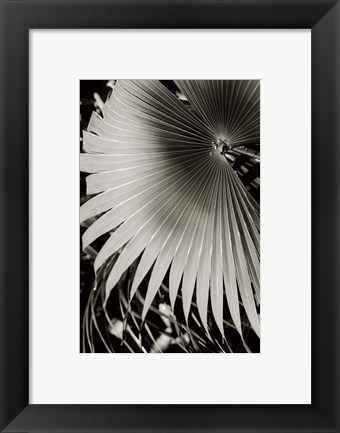 Framed Palm Frond II Print