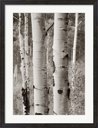 Framed Aspens II Print