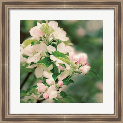 Framed Apple Blossoms II Print