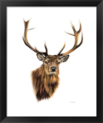 Framed Stag White Background Print