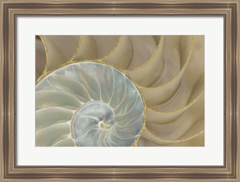 Framed Soft Nautilus Print