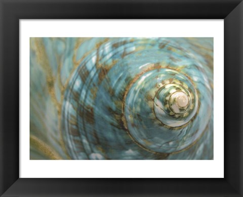 Framed Soft Turbo Shell Print