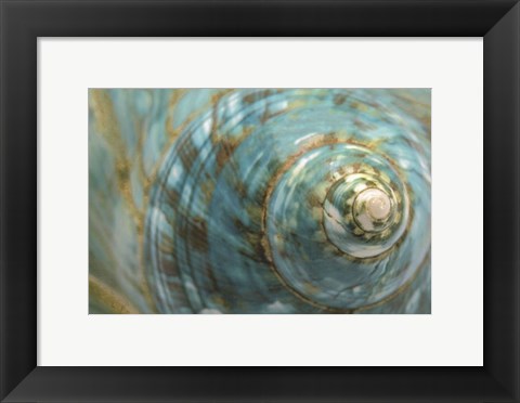 Framed Soft Turbo Shell Print