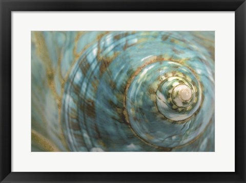 Framed Soft Turbo Shell Print