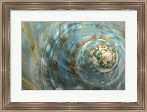 Framed Soft Turbo Shell Print