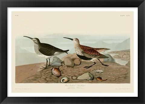 Framed Red Backed Sandpiper Print