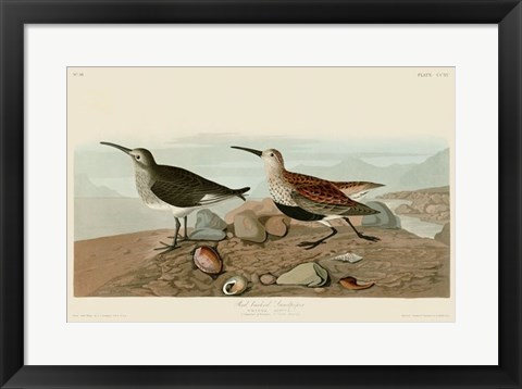 Framed Red Backed Sandpiper Print