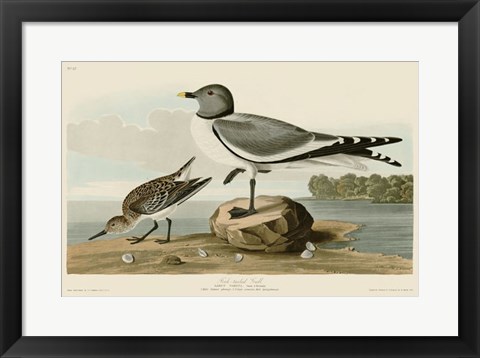 Framed Fork-Tailed Gull Print