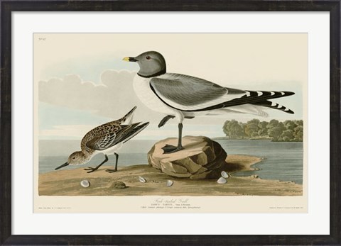 Framed Fork-Tailed Gull Print