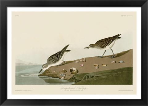 Framed Semipalmated Sandpiper Print