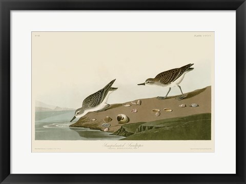 Framed Semipalmated Sandpiper Print