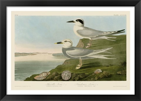 Framed Havell&#39;s Tern &amp; Trudeau&#39;s Tern Print