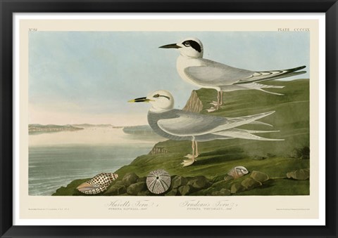 Framed Havell&#39;s Tern &amp; Trudeau&#39;s Tern Print