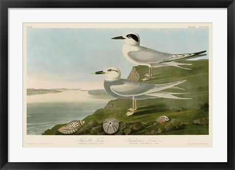 Framed Havell&#39;s Tern &amp; Trudeau&#39;s Tern Print