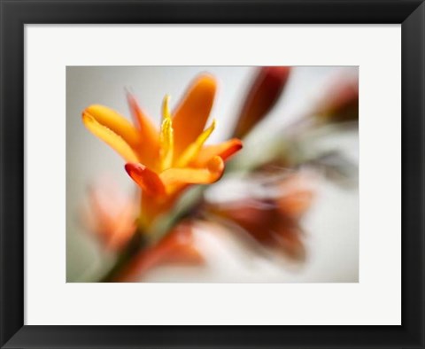 Framed Open Sunshine I Print