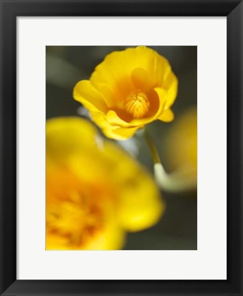 Framed California Poppy I Print