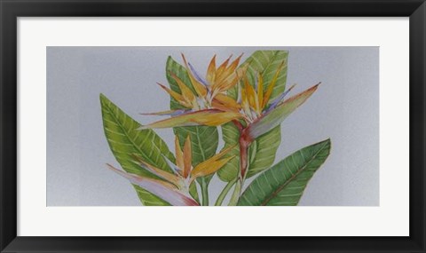 Framed Exotic Flowers II Print