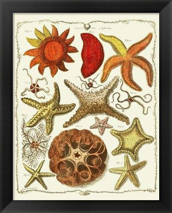 Framed Starfish and Sea Urchins a Print